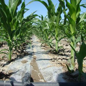 貼片式滴灌帶特點